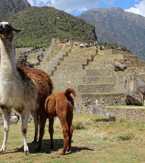 Day trip to Machu Picchu from Cusco: (Full Day Experience) Day trip to Machu Picchu from Cusco: (Full Day Experience)